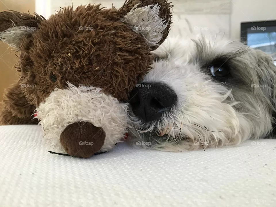 Besties Beasties, Schnoodle and Bear