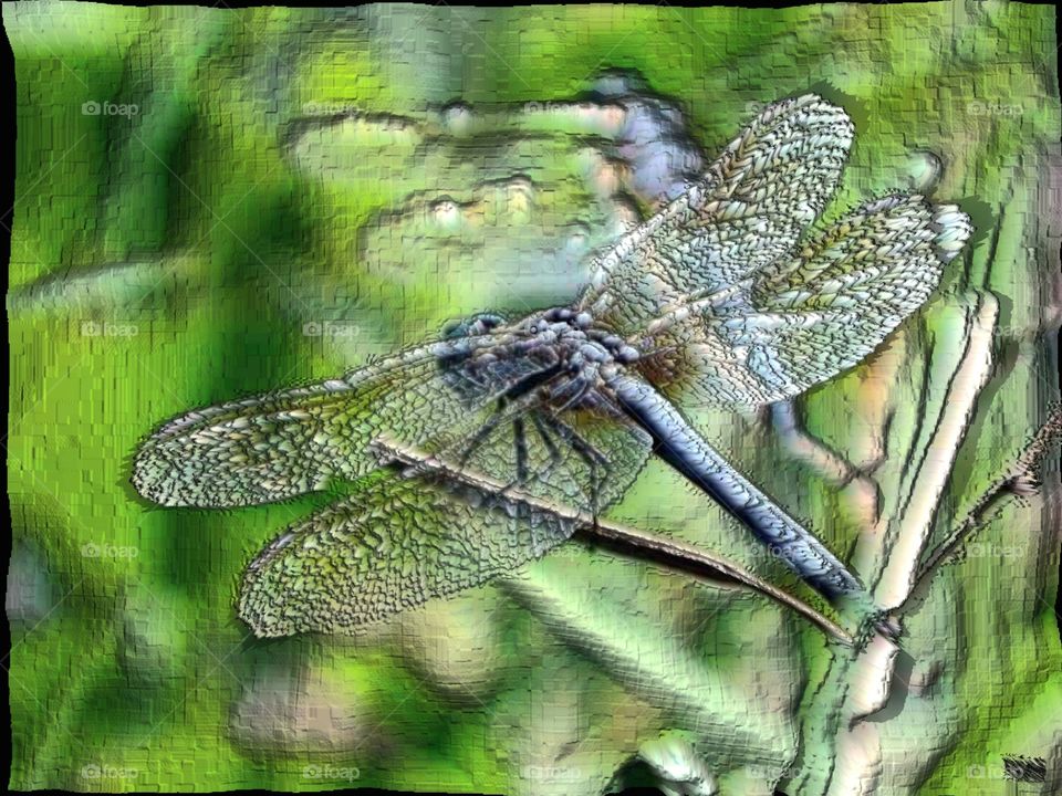 dragonfly wings trees eyes