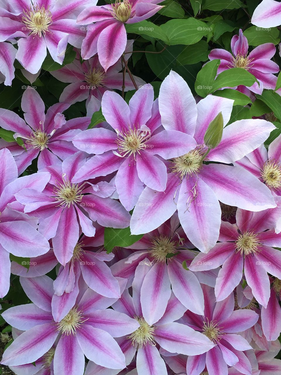 Clematis