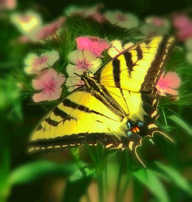 butterfly