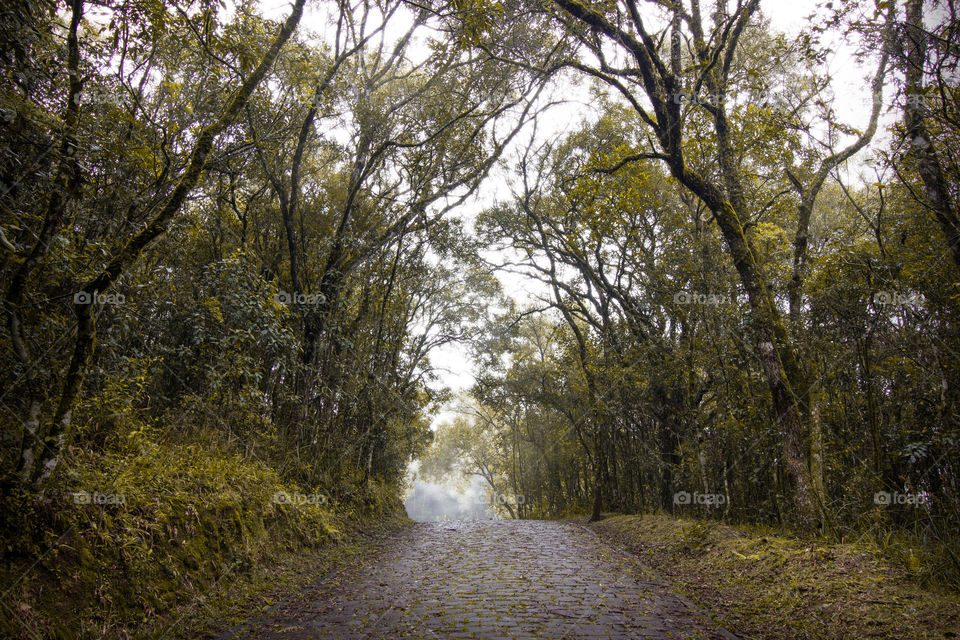 Trail in the nature