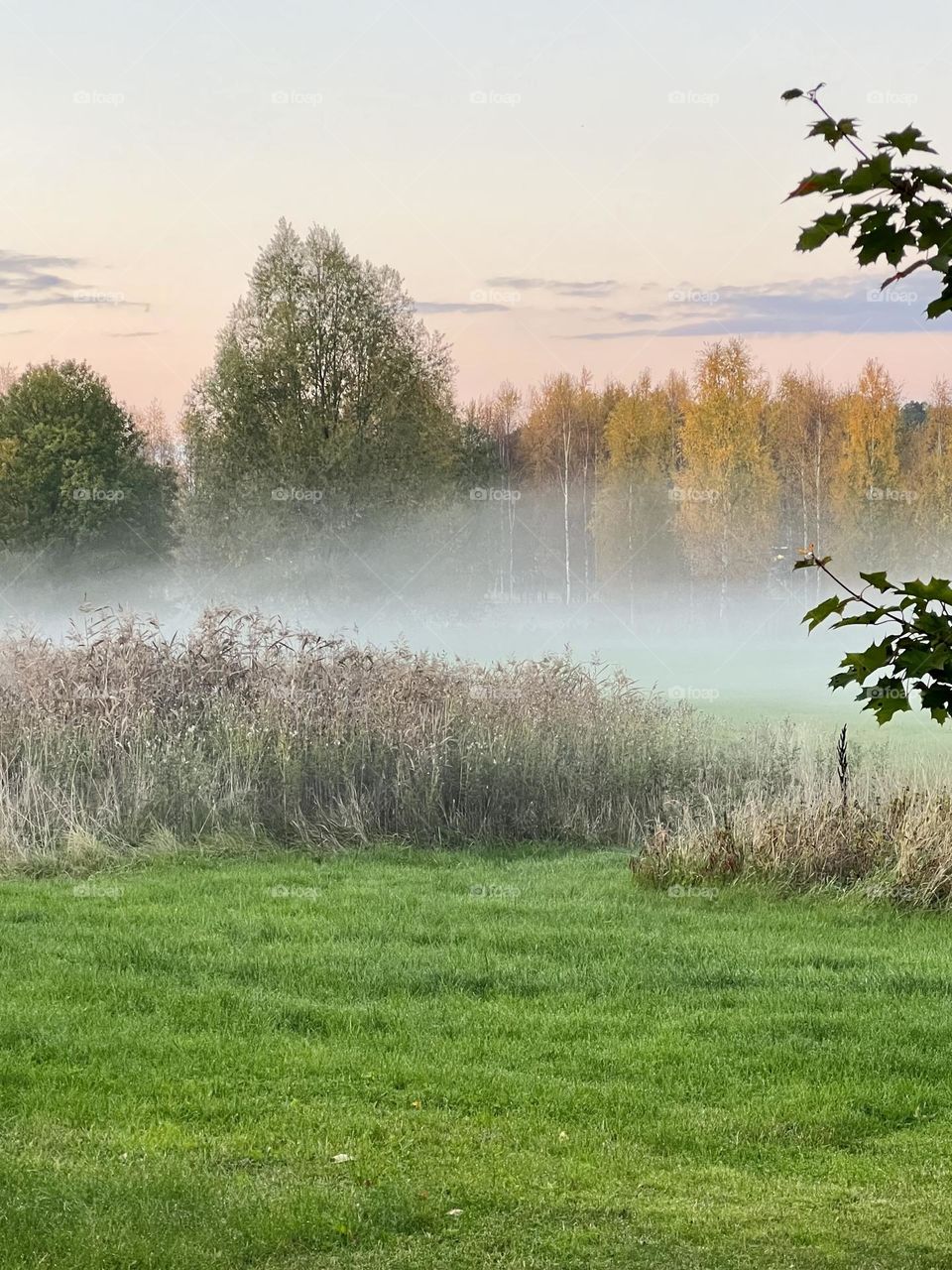 Foggy evening in Sweden