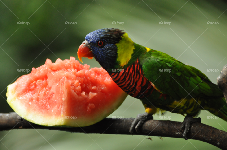 colourful colours bird feather by hkjohan