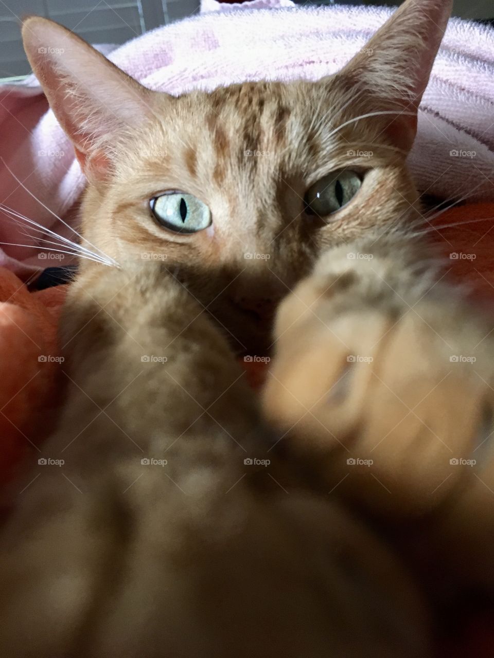 Orange ginger cat 🐱