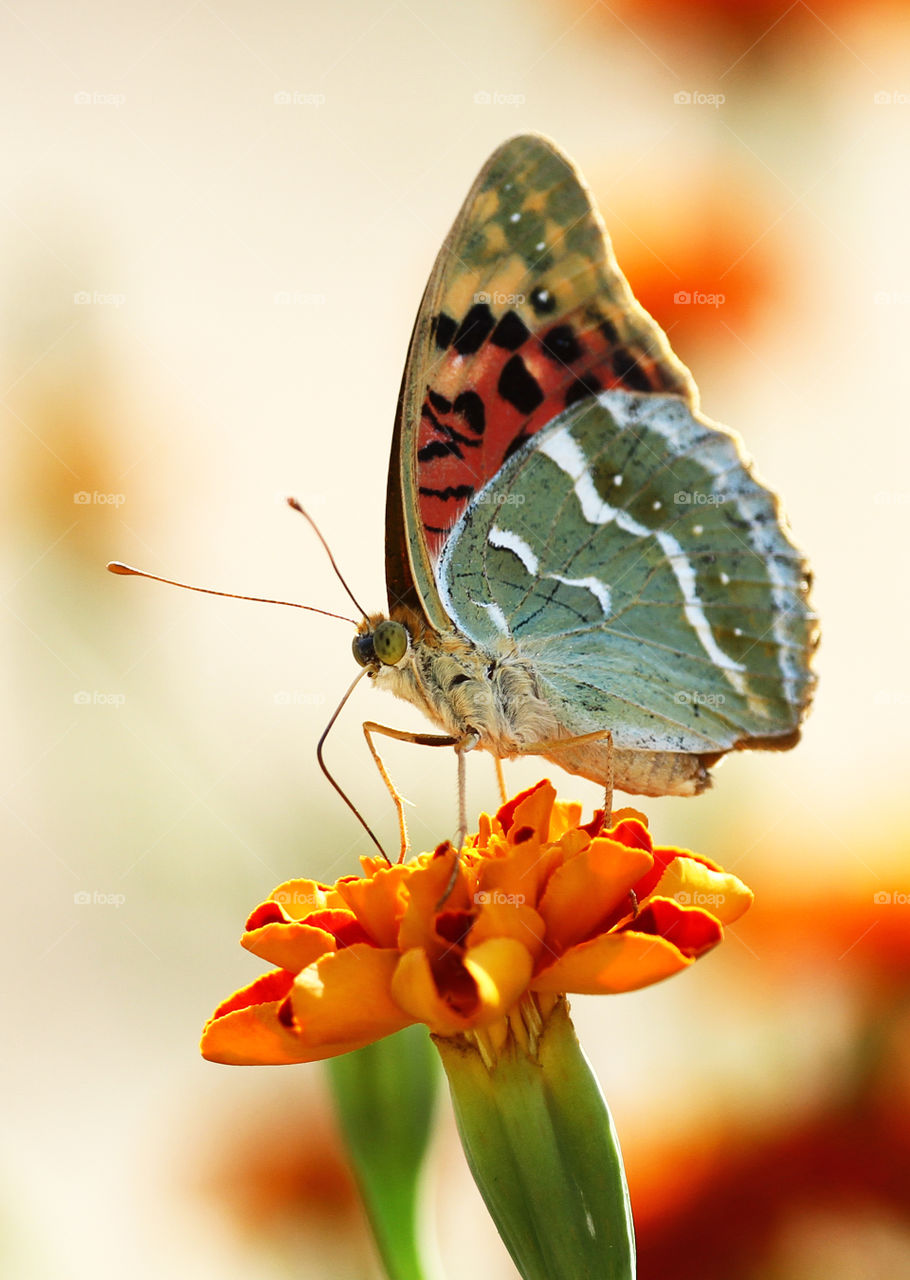 Beautiful butterfly