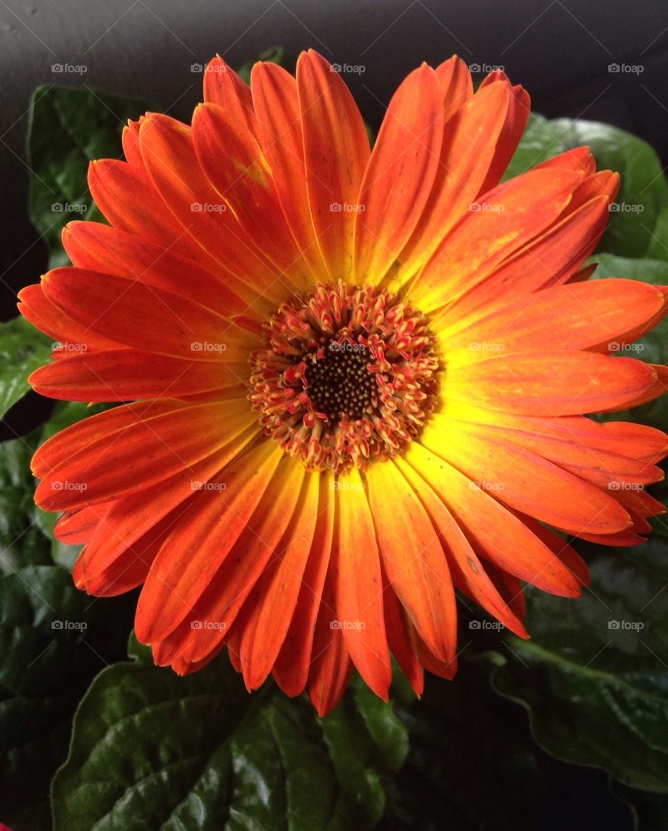 Orange Gerbera Daisy