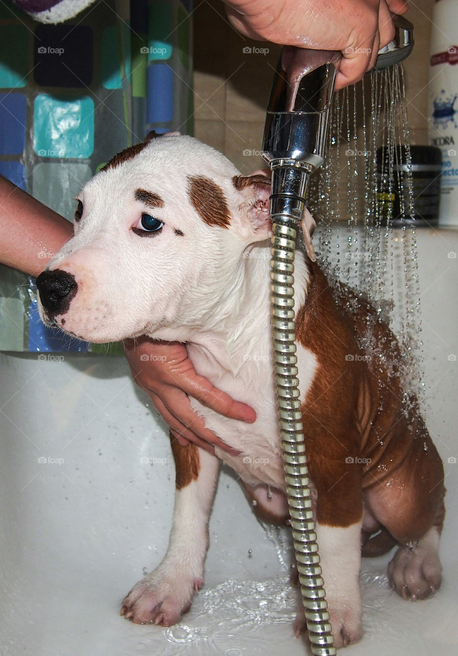 Puppy and Your First Bath