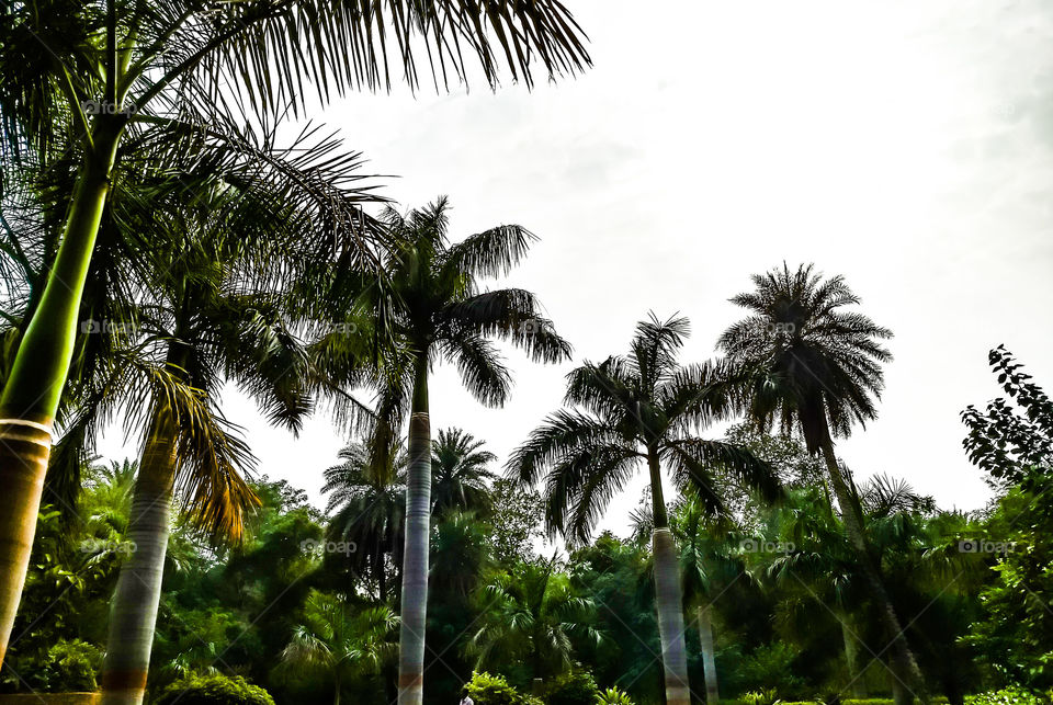 Palm in Garden