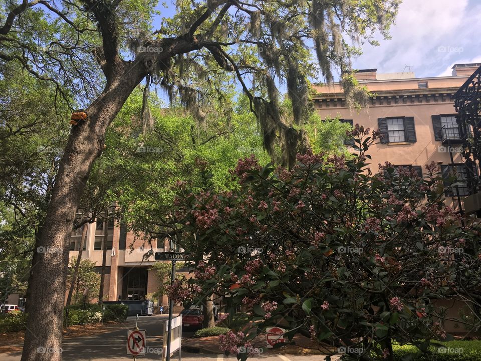 Tree, No Person, Building, Architecture, Home