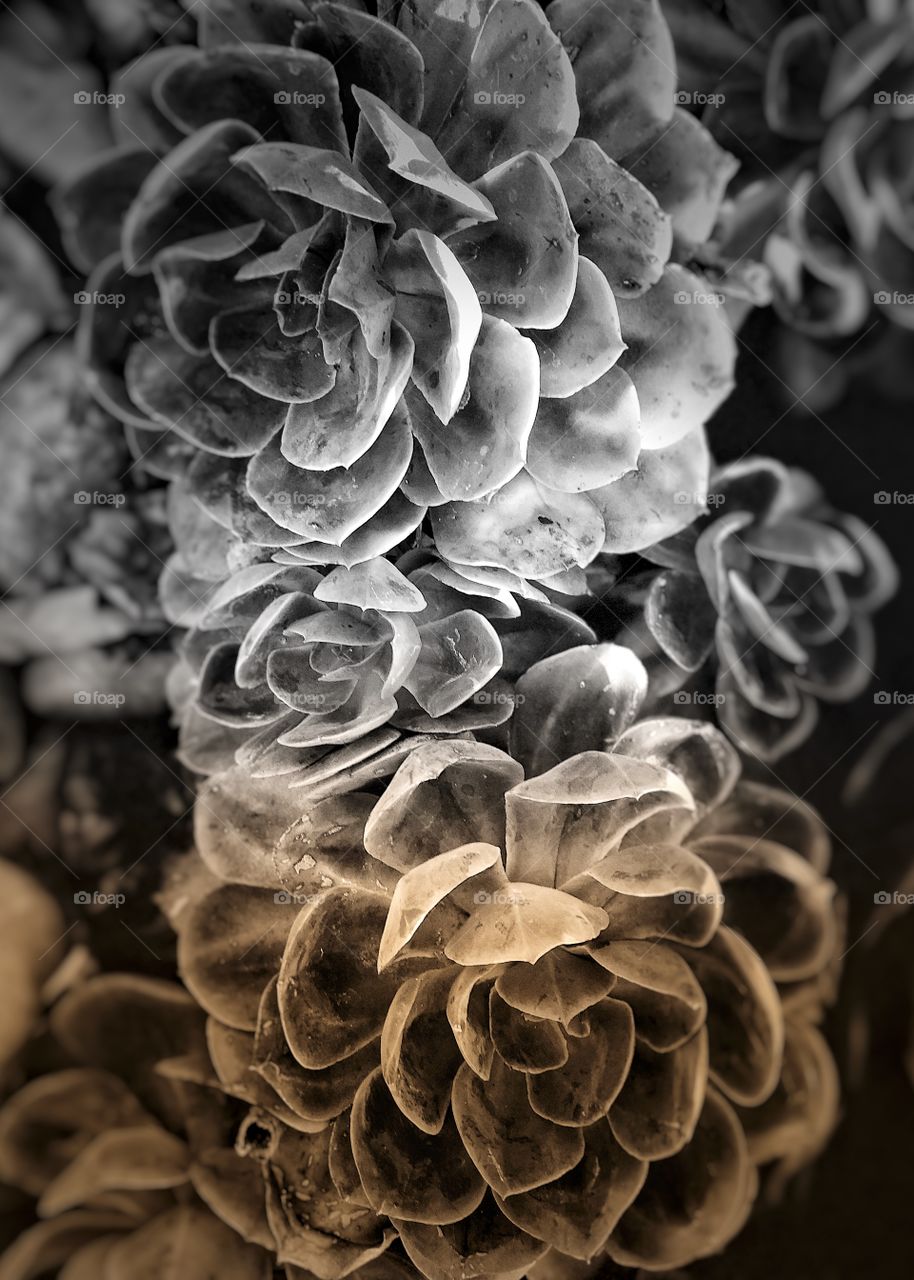 Dramatic and Stunning Monochromatic Succulents Perfect for Canvas Art, Landscape Architecture Marketing, Gardening Calendars , Screensavers, Greeting Cards.