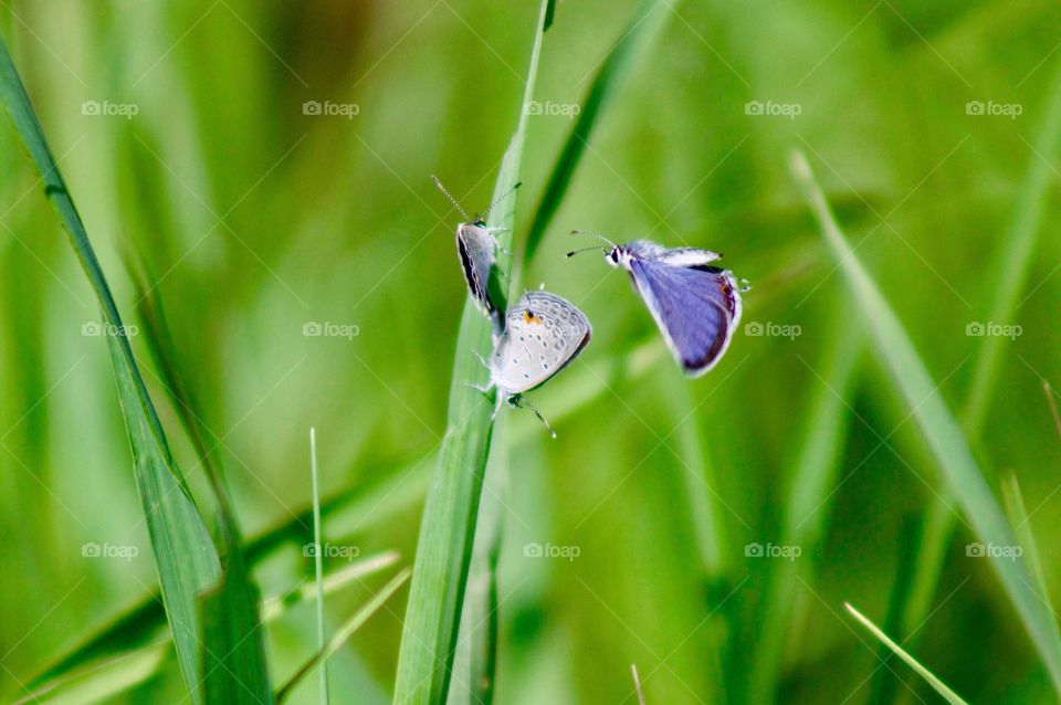 Butterflies Fly Away - tiny blue butterflies on blades of brome grass in a meadow