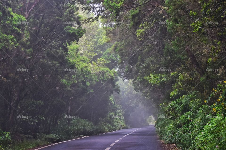 foggy forest road on la gomera canary island in Spain - garajonay national park road trip