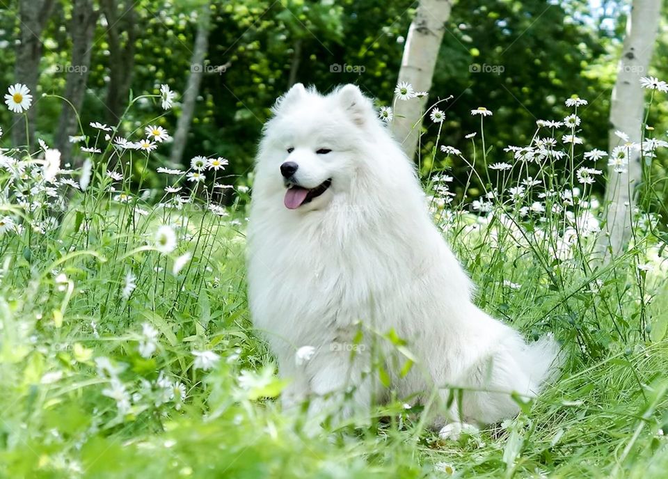 A adorable Samoyed dog is sitting on the grass.