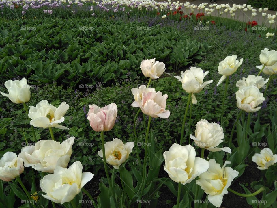 tulips flowers in the flowerbeds  spring time