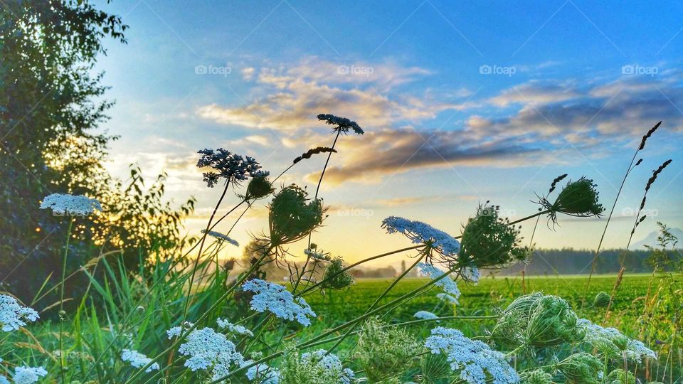 A sunrise with a field of Queen Anne's Lace with flowers shaped like hearts.