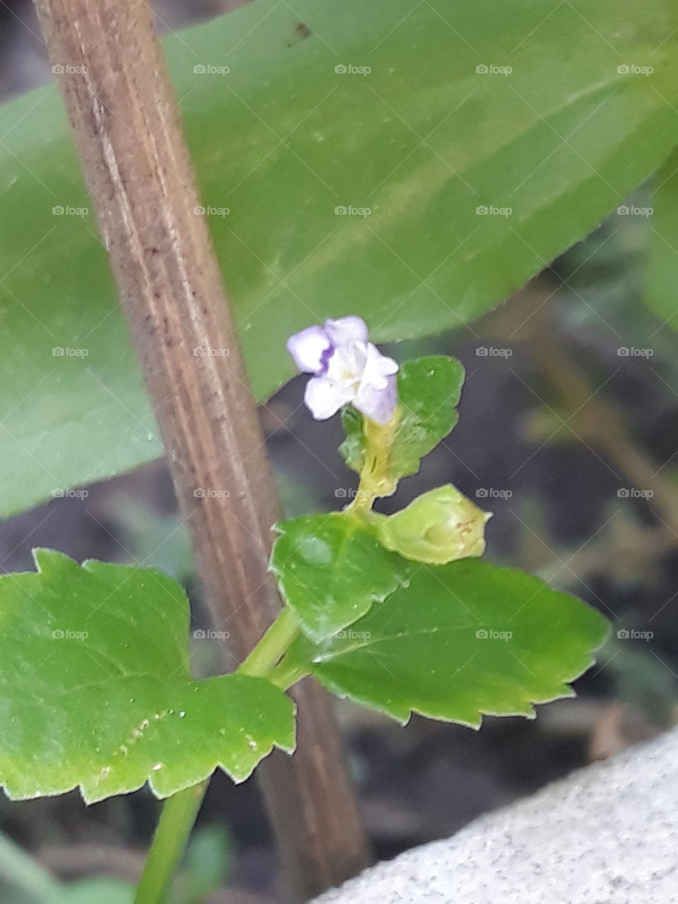 littlle flower violet