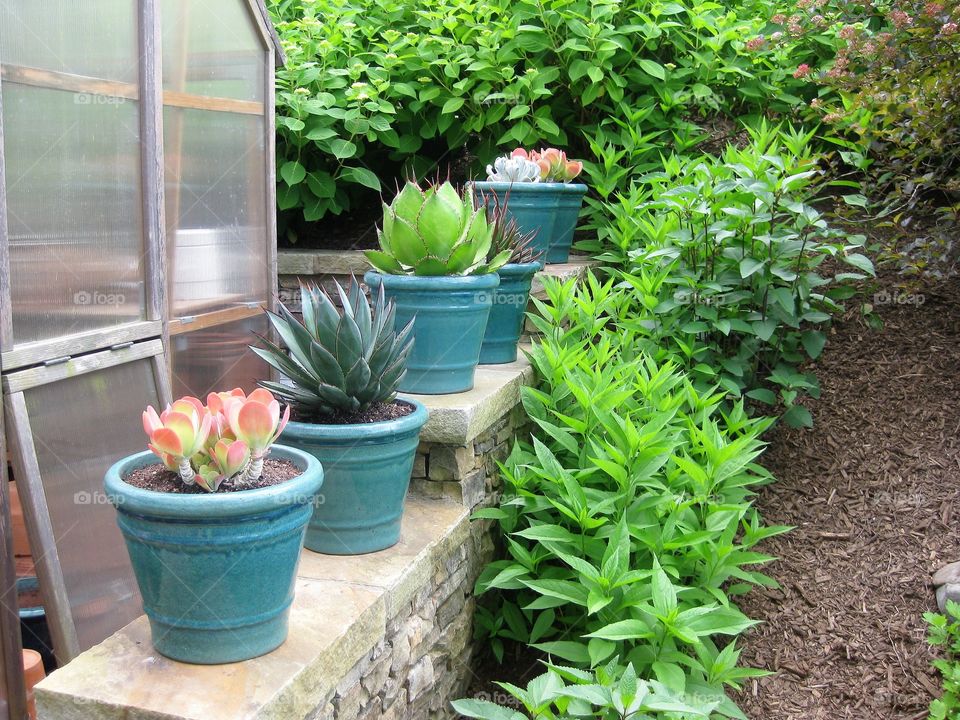 indoor plants outdoors for some.summer sun