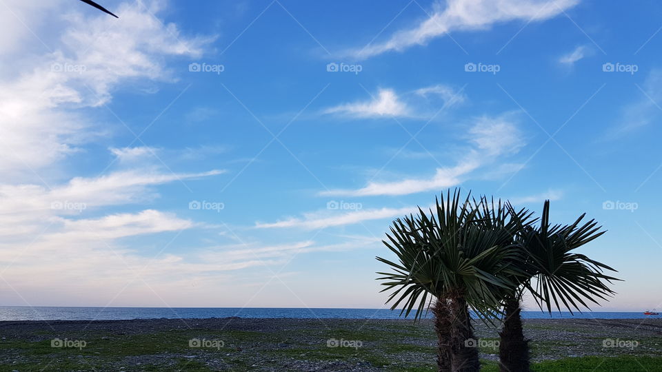 palm on the beach