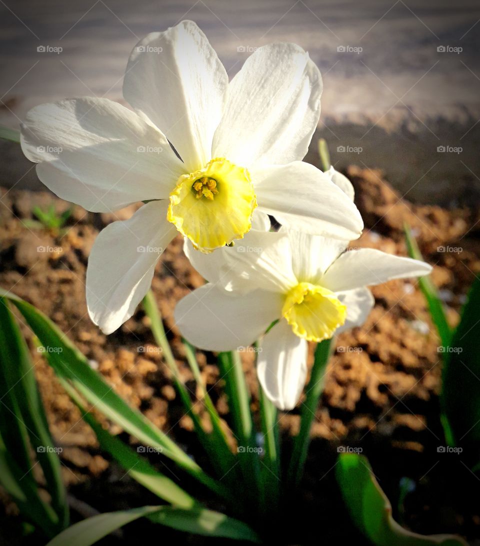 narcissus