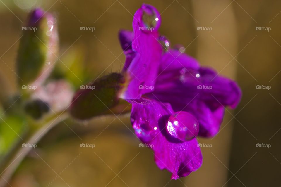 Dew drop on flower