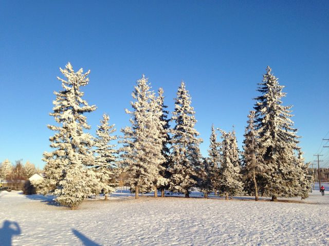 Trees