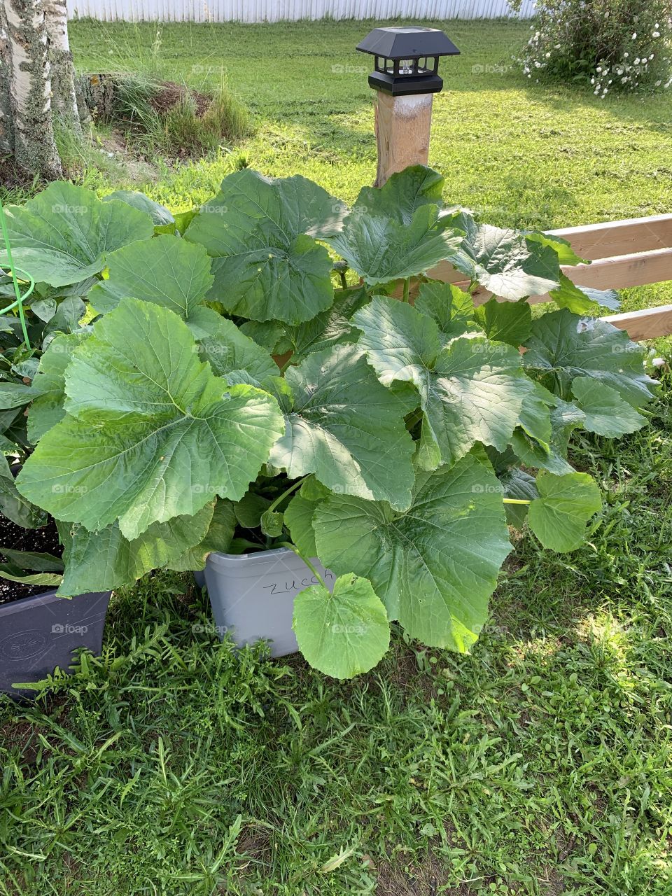 Have you ever considered growing your zucchini in a bin? This is our first year trying our bin garden and the zucchini is growing fantastic. 