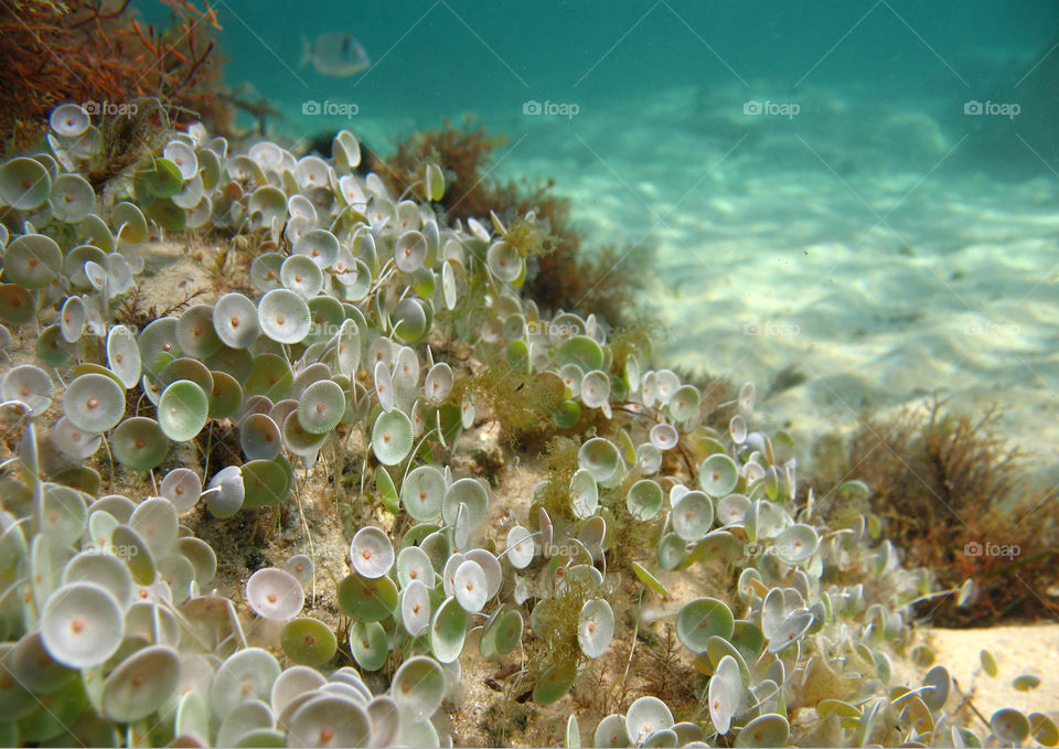Acetabularia acetabulum
Underwater