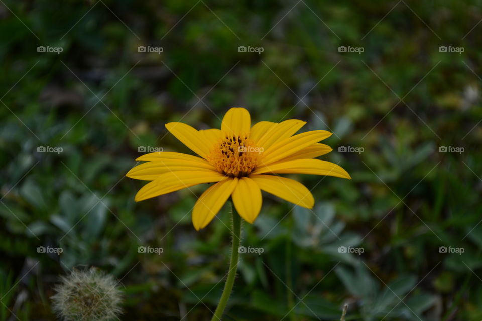 Yellow spring flower
