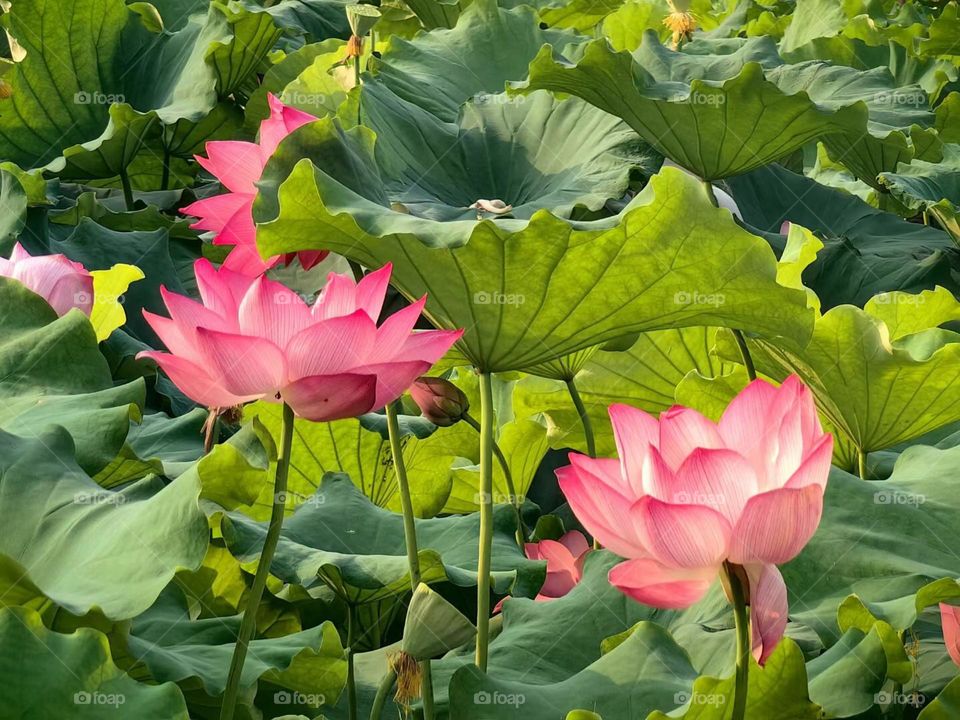 Full of lotus pond is to give you the romance of summer.