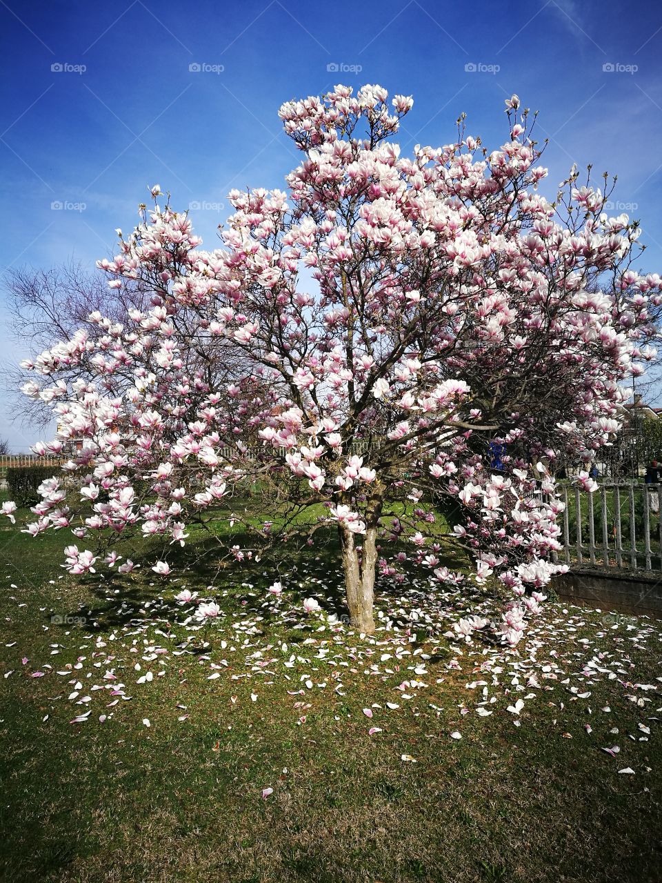 albero con petali