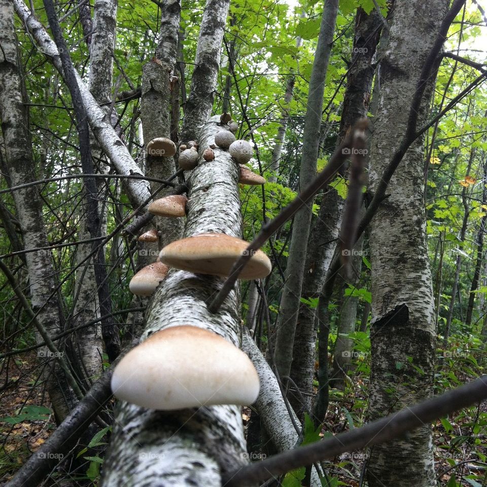 Mushrooms growing up broken tree 