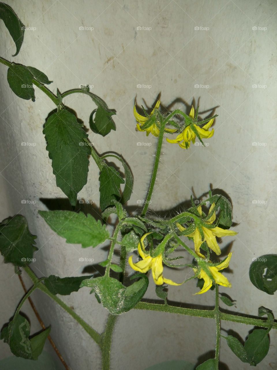 Beautiful tomato tree