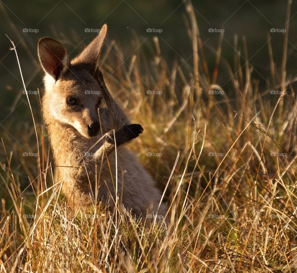 Young kangaroo getting ready for the day