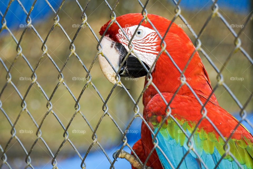 Colorful Parrot