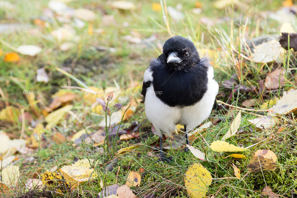 Magpie bird and colorful leaves in early autumn 