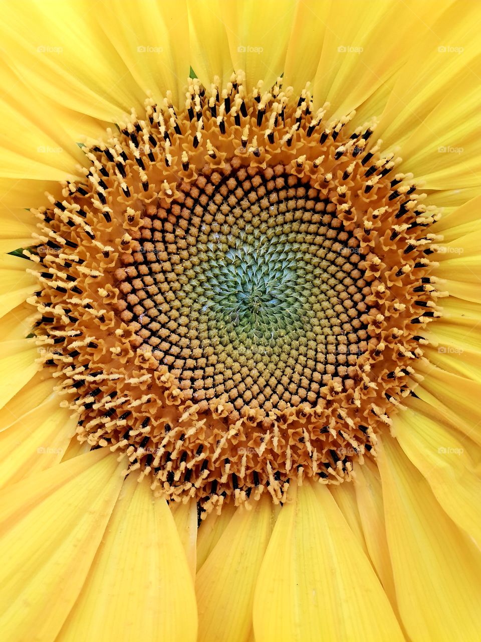The centre of our beautiful sunflower