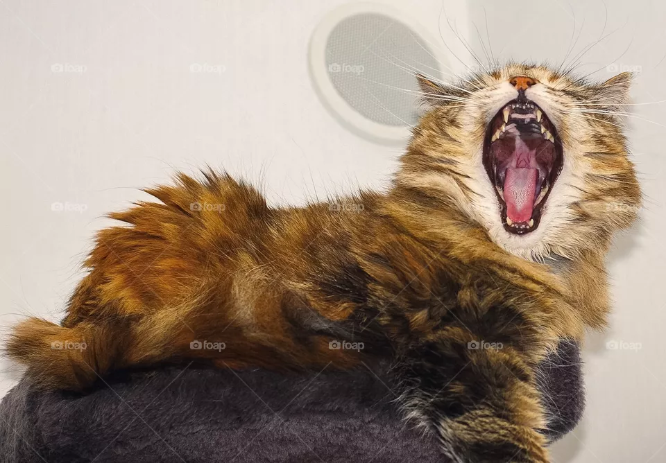 Tired cat