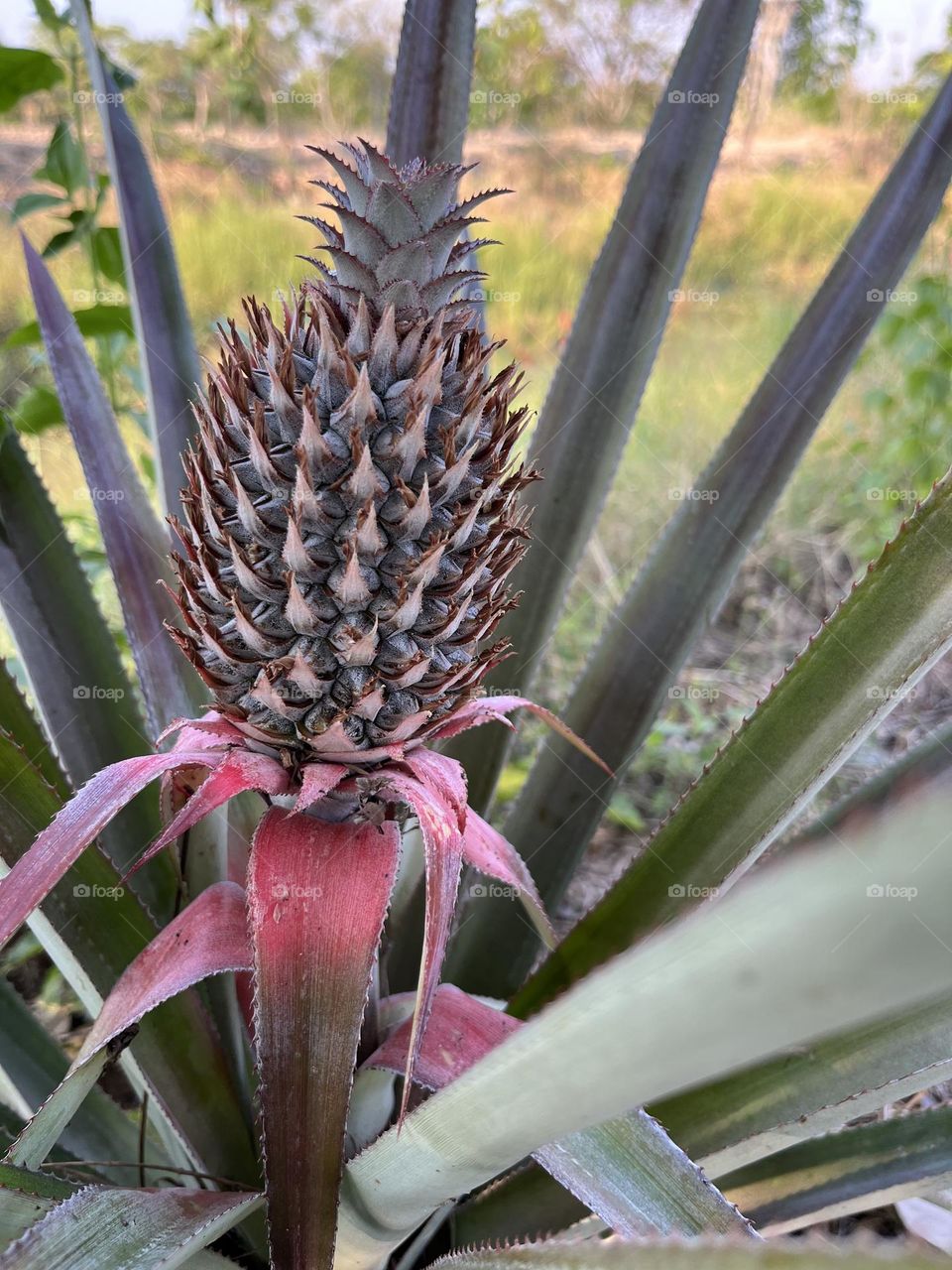 Nature around us , my garden @ upcountry.