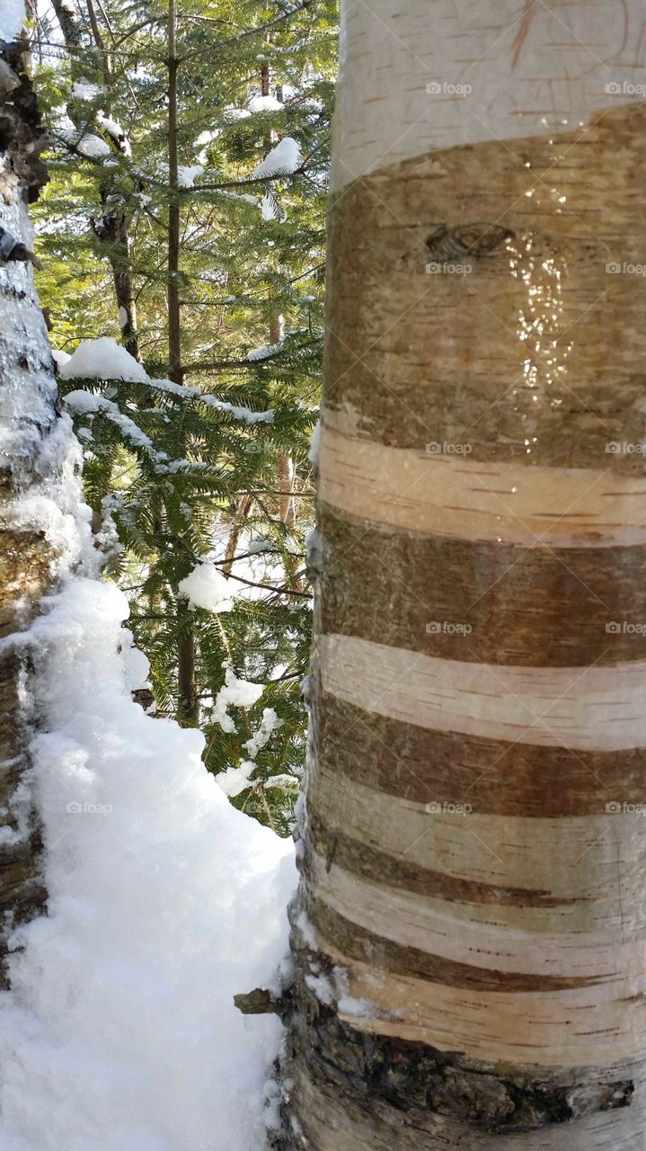 A close up of a birch tree during winter with snow an other trees in the background
