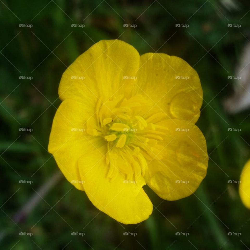 Closeup of Buttercup