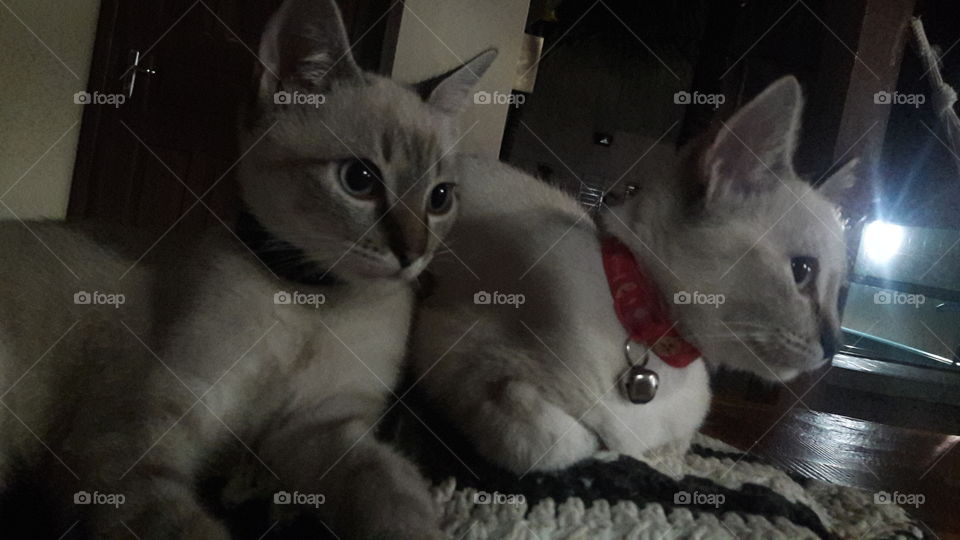 Close-up of two cats sitting on floor