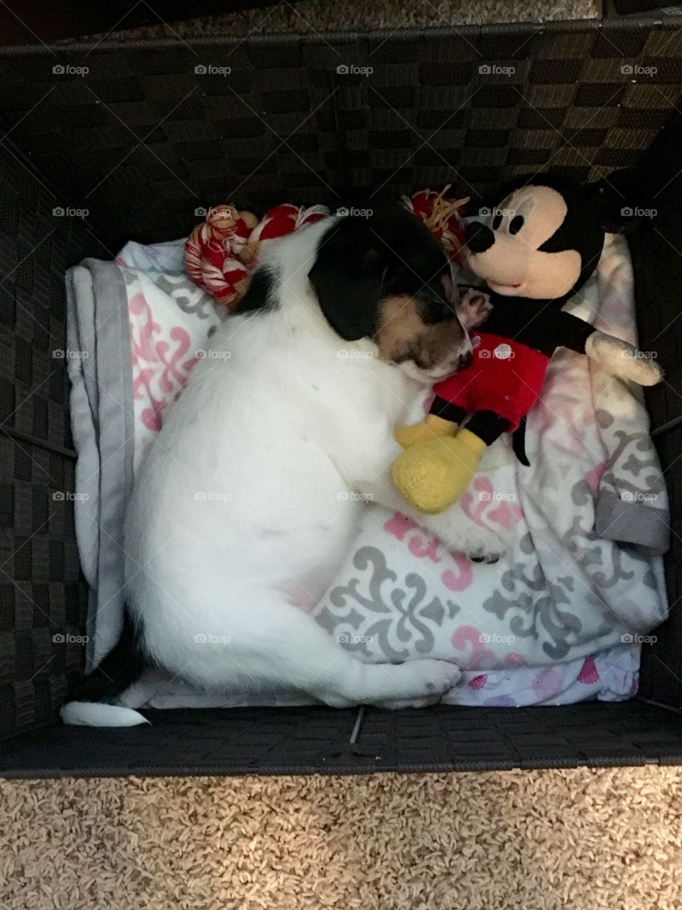 Cardi Bird sleepy Beagle puppy