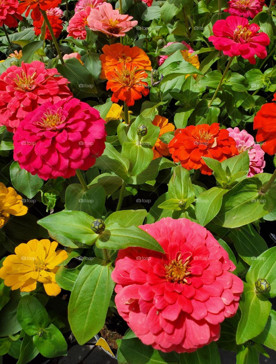 Red Flowers in Spring
