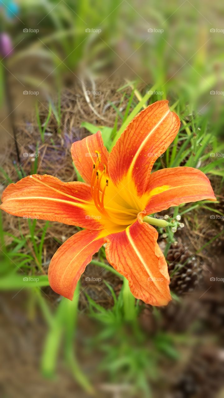 Daylily