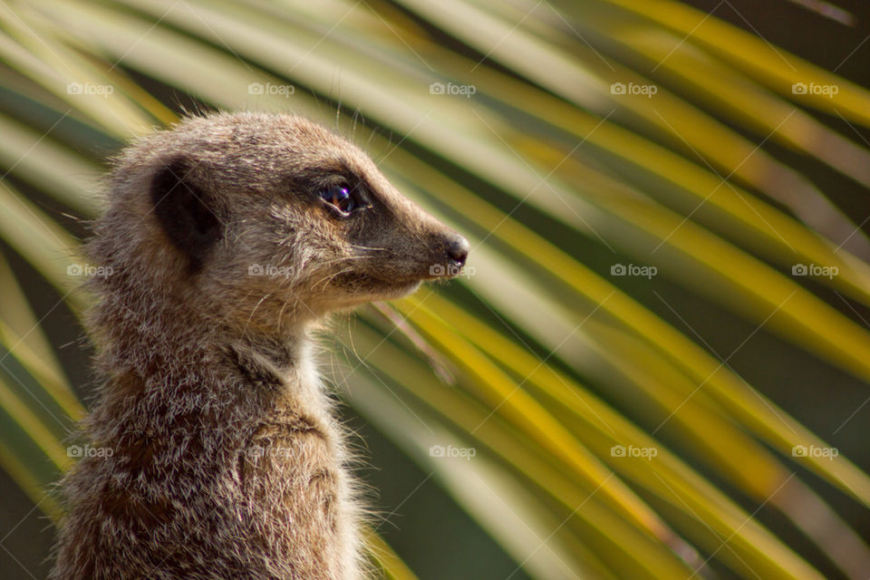 Meerkat with leaf in background