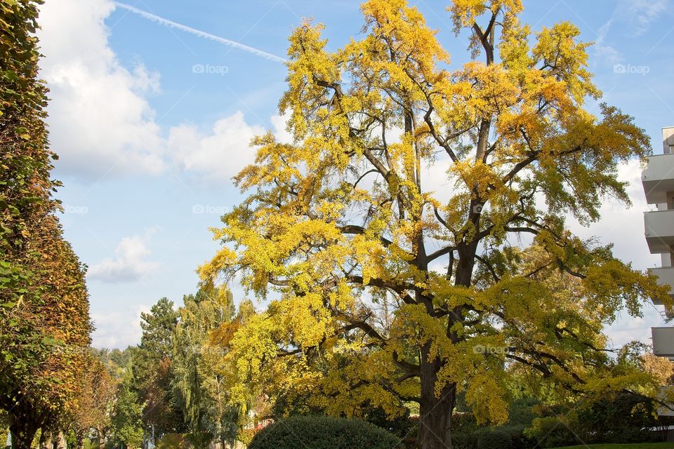 sun rays in the forest