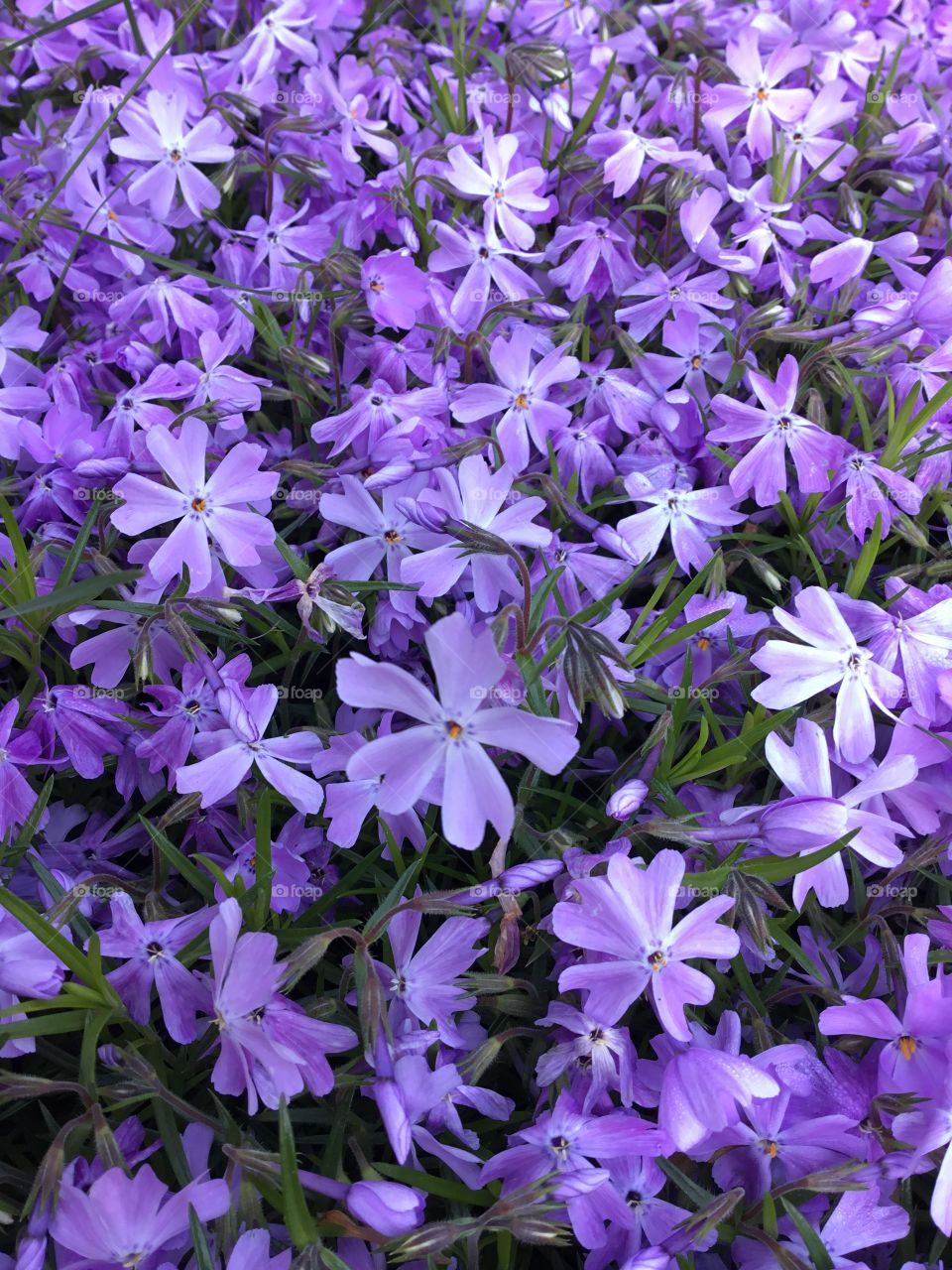 Creeping phlox