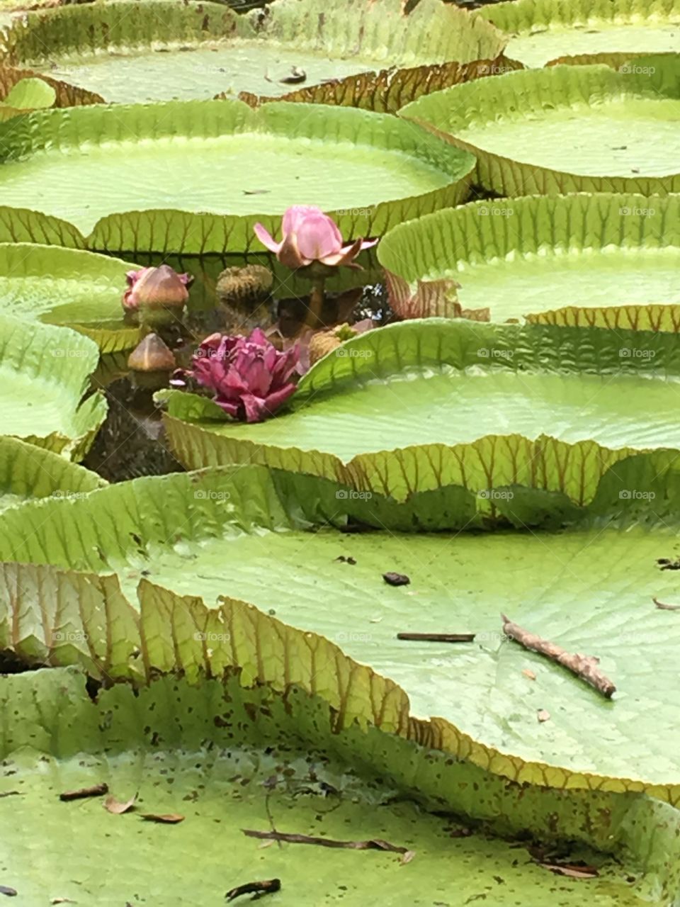 As gentle as a lily pad