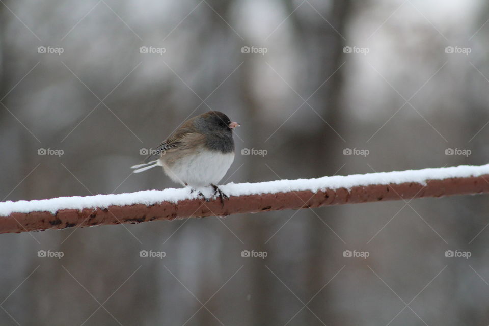 small bird on snowy fence
