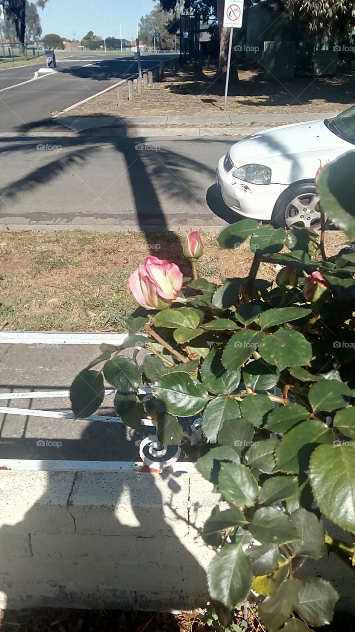 Beautiful Rose buds..